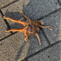 梅雨の中休みにオクトパッシング