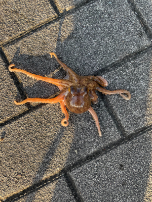 梅雨の中休みにオクトパッシング