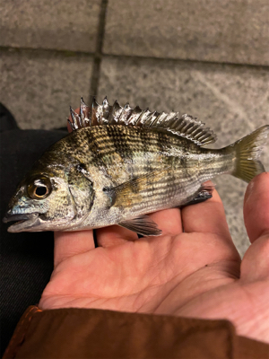 虫ヘッド+青イソメは強い！