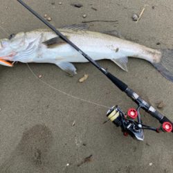 シーバス釣行