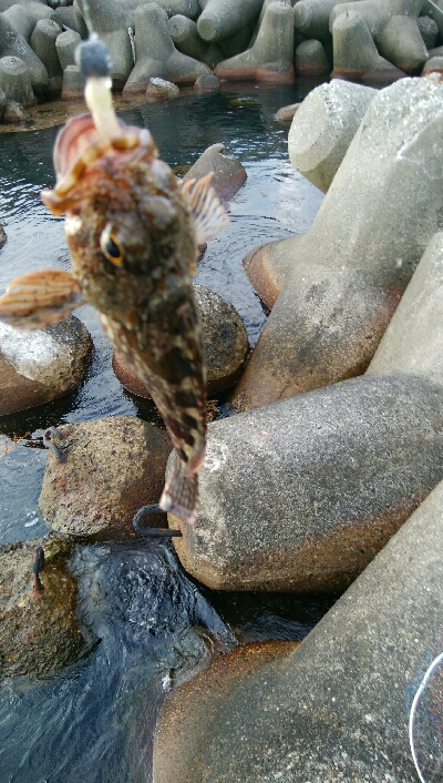 ワームでカサゴ2匹！