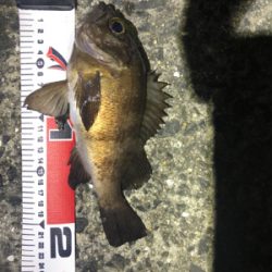 メバリングからのショアジギング