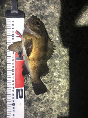 メバリングからのショアジギング