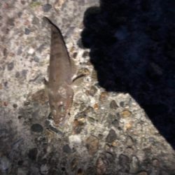 良型キス、泳がせ釣り