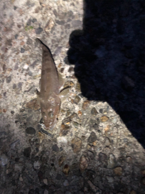 良型キス、泳がせ釣り