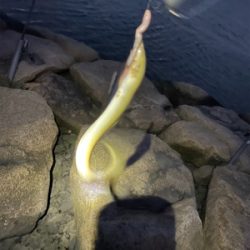 夕方のぶっ込み釣り