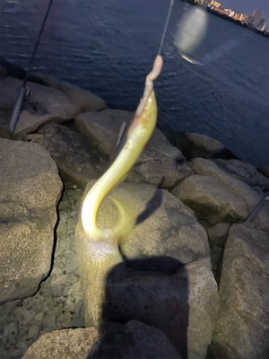 夕方のぶっ込み釣り