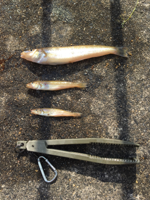 キスが食べたくて