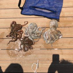 オクトパッスィング