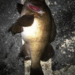 2021ライトゲーム第16戦