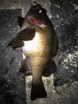 2021ライトゲーム第16戦