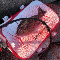 テトラからチヌ&グレ