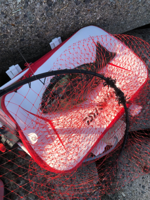 テトラからチヌ&グレ