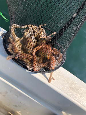 今年初のタコ釣り