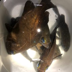 夕マヅメからのメバリング