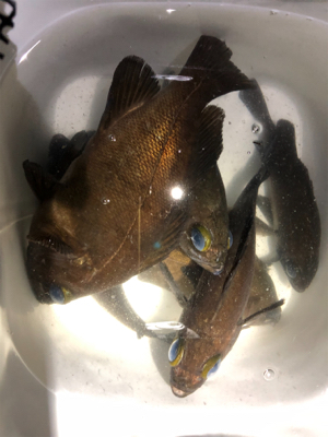 夕マヅメからのメバリング