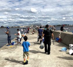 初青物（ツバス）