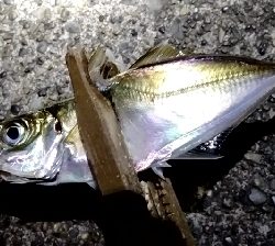 こんなところに…