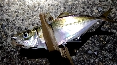 こんなところに…