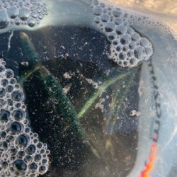 ショアジギングと泳がせ釣り