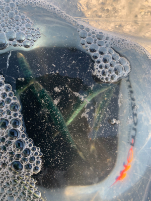 ショアジギングと泳がせ釣り