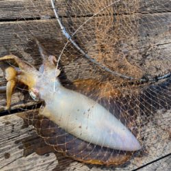 ヤエンでアオリイカ