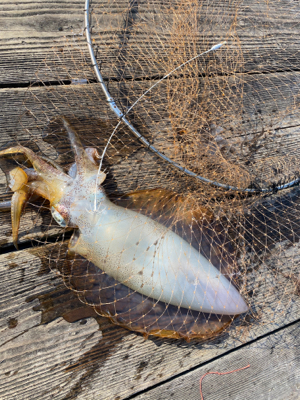 ヤエンでアオリイカ