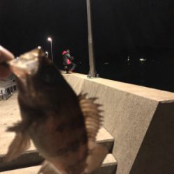 アジング&メバリング