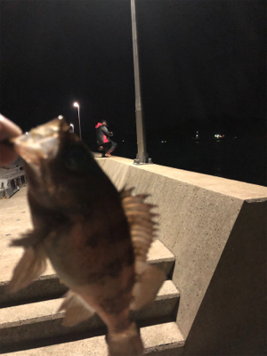 アジング&メバリング