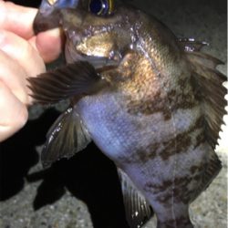 好調続く梅雨のメバル
