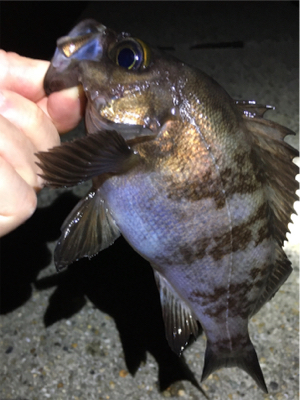 好調続く梅雨のメバル