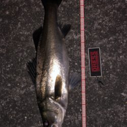 まだまだバチパターン