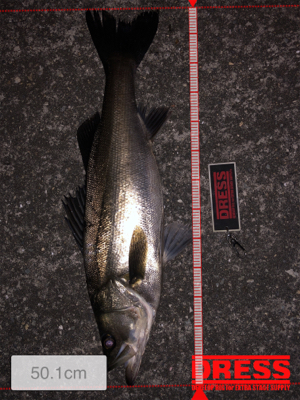 まだまだバチパターン