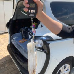 大阪南端でエギング