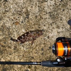 ミニガシラ乱舞