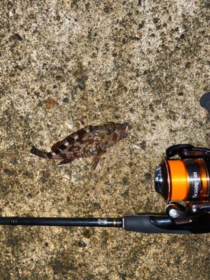 ミニガシラ乱舞