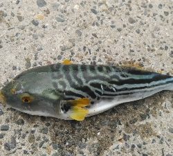 ショアジギング調査