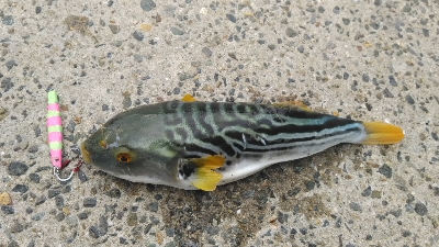 ショアジギング調査