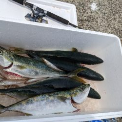 青物釣れるわぁ(笑)