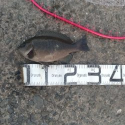 5/2釣果まぁまぁのサイズのグレ