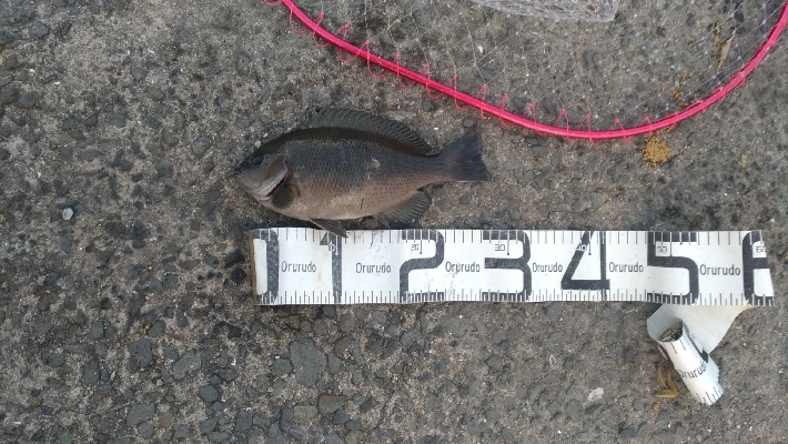 5/2釣果まぁまぁのサイズのグレ