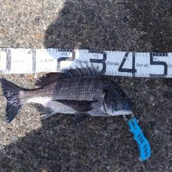 5/9釣果チヌ!グレ!