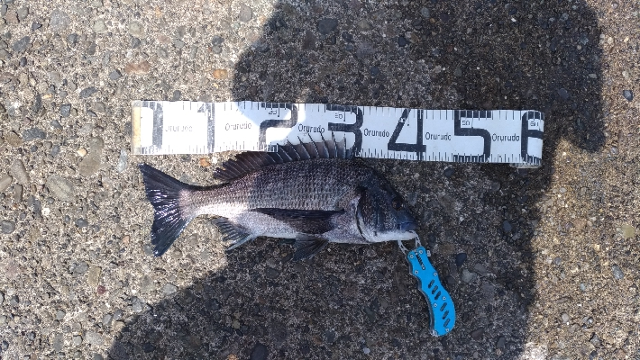 5/9釣果チヌ!グレ!