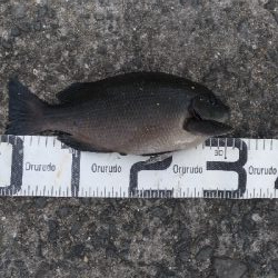 5/13釣果グレ結構引きました〜