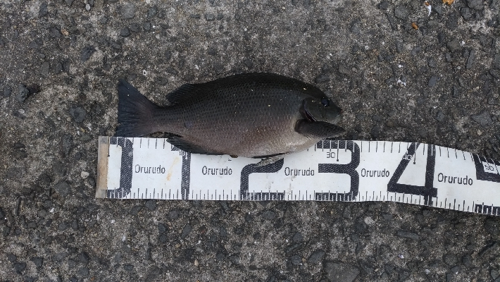 5/13釣果グレ結構引きました〜