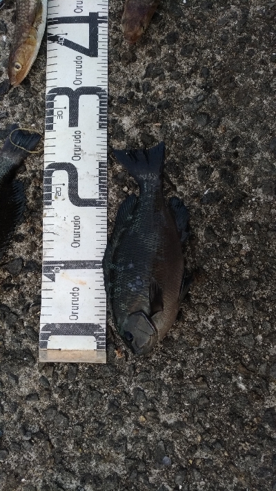 5/16釣果グレエソ