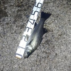 5/19釣果小サバでヒラスズキ56センチ!!