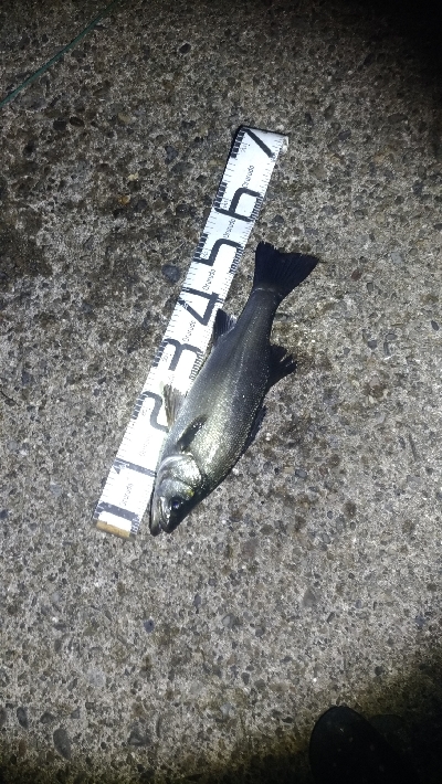 5/19釣果小サバでヒラスズキ56センチ!!