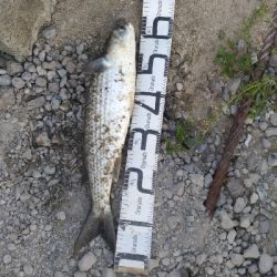 5/30釣果 グレボラ