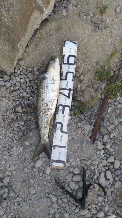 5/30釣果 グレボラ